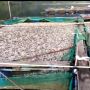 Ribuan Ikan Mati di Danau Ranau, Tim Gabungan Ambil Sampel Selidiki Penyebabnya