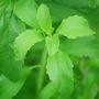 5 Manfaat Daun Stevia untuk Kesehatan Tubuh, Cocok Buat Kamu yang Lagi Diet