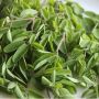 4 Manfaat Daun Kelor untuk Kecantikan Wajah, Bisa Membuat Kulit Cerah