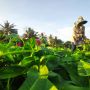 Subsidi Pupuk Dicabut, Petani Kangkung Balikpapan: Mungkin Pemerintah Tidak Suka Makan Sayur!