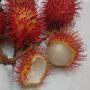 Jarang Diketahui, Ternyata Ini 5 Manfaat Buah Rambut untuk Kesehatan!