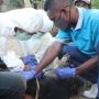 Virus Demam Babi Afrika (ASF) Merebak di NTT, Australia Beri Alat Deteksi Rp 1,4 Miliar