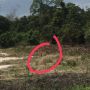 Hebohkan Siak, Foto Kemunculan Harimau di Kebun Warga Ternyata Hasil Editan