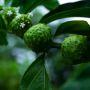 Memiliki 5 Khasiat untuk Kesehatan, Aroma dan Rasa Buah Ini Bisa Bikin Mual