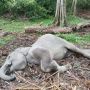 Dikira Masih Tidur, Anak Gajah Ditemukan Mati di Pusat Konservasi Kampar