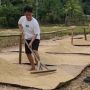 10 Istilah Tanam Padi Dalam Basa Sunda Selain Moe Pare "Menjemur Padi"