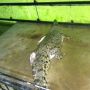 Warga Meranti Tewas Diterkam Buaya Saat Menjaring Udang di Sungai, Kronologisnya Begini