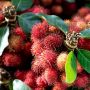 4 Bahaya Makan Rambutan Terlalu Banyak, Penting Dipahami