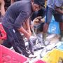 FishLog Siap Perkuat dan Perluas Jaringan di Industri Perikanan Indonesia di Tahun 2023