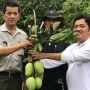 Mengenal Mangga Dalban Daram Buah Khas Orang Bekasi, Seperti Apa Rasanya?
