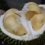 4 Tips Memilih Durian Biar Tidak Tertipu saat Beli, Anti Zonk!
