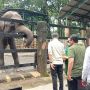 Heru Budi Beri Nama Anak Jerapah dan Gajah di Ragunan Unggul dan Tazoo, Ini Maknanya