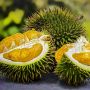 6 Cara Memilih Durian Daging Tebal, Cek Bentuk Buah dan Tangkainya