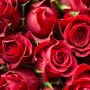5 Jenis Bunga untuk Hari Velentine Lengkap dengan Maknanya, Tidak Hanya Mawar