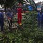 Pohon hingga Tiang Listrik di Depok Roboh Akibat Angin Kencang