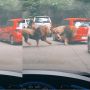 Viral Dua Ekor Singa Seruduk Mobil Pengunjung Sampai Penyok di Taman Safari Prigen, Pemilik Auto Jadi Orang Sabar
