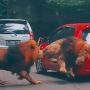 Viral Mobil Pengunjung Taman Safari Kena Headbutt Singa, Apakah Asuransi Kendaraan Akan Berikan Ganti Rugi?