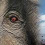 Respect! Perempuan Ini Marah ke Warga karena Salahkan Gajah Rusak Lahan Sawit