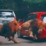 Pemilik Mobil yang Ditabrak Singa di Taman Safari Bagikan Detik-Detik Kepanikan, Responsnya Curi Perhatian