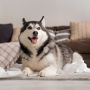 4 Tips Menghemat Biaya Perawatan Anjing Peliharaan, Manfaatkan Momen Ini