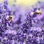 Tanaman Lavender, Bunga Cantik yang Kaya akan Manfaat dan Tips Merawatnya