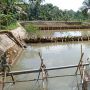 Program Tambak dan Pertanian dari Gardu Ganjar Bikin Warga Lebih Mandiri