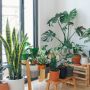 Bikin Sejuk! 5 Tanaman Hias Ini Ampuh Sedot Polusi Udara
