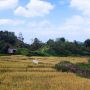 Peneliti Waspada Cuaca Panas Bisa Ancam Ketahanan Pangan dan Sektor Pertanian