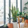 Wajib Dicoba! 7 Tanaman Hias Populer Untuk Mempercantik Rumah