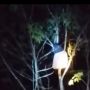 Jeritannya Bikin Merinding! Video Penampakan Santri Kerusupan hingga Naik ke Pohon