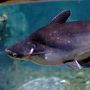3 Fakta Menarik Ikan Patin, Salah Satunya Bisa Tumbuh Mencapai 3 Meter