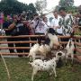 Wajib Dicoba, Ini Deretan Hal Seru yang Bisa Dilakukan Pengunjung di Solo Safari