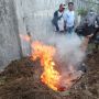 Sebelum Dikubur Bangkai Harimau Sumatera Dibakar