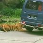 Video Detik-detik Harimau Taman Safari Prigen Incar Mobil Pengunjung hingga Bikin Ban Bocor