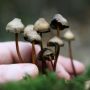 20 Ancaman Efek Magic Mushroom saat Dikonsumsi, Awas Nyawa Melayang