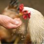 4 Cara Menghindari Penularan Flu Burung Ini Wajib Kamu Ketahui!