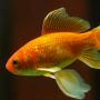 5 Tips Merawat Ikan Hias bagi Pemula, Sudah Tahu?