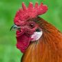 Fakta-fakta WNA di Bali Terganggu Suara Ayam, sampai Bikin Petisi Ngadu ke Kantor Camat