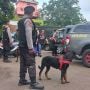 Sejumlah Anjing Pelacak K9 Diterjunkan Bantu Cari Korban Kebakaran Depo Pertamina Plumpang