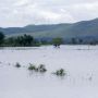 Terendam Banjir, Puluhan Hektare Sawah di Situbondo Terancam Gagal Panen