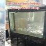 Gedung Terbakar, Ikan di Akuarium MPP Pekanbaru Masih Hidup: Saksi Tragedi