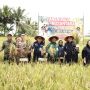 Sejumlah Kawasan di Sumatera Mulai Panen Raya Padi secara Serentak