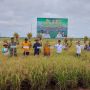 Harga Gabah dan Beras di Sejumlah Provinsi Turun karena Panen Raya Sudah Merata