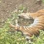 Seekor Harimau Sumatera Ditemukan Mati di Kebun Warga Aceh