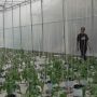 Kementan Dorong Pertanian Bali Utara Model Modern Smart Green House