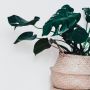 5 Cara Membuat Pot Tanaman dari Barang Bekas, Manfaatkan Kardus hingga Gelas