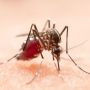 Kenali Ciri-Ciri Nyamuk Aedes Aegypti Penyebab DBD serta Cara Mencegahnya