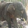 Lagi Gajah Mati di Camp ERU Tegal Yoso TNWK