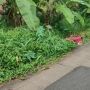 Penampakan Koper Merah Berisi Mayat Korban Mutilasi di Tenjo Bogor