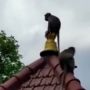 Monyet Taman Wisata Wendit Berkeliaran di Rumah Warga